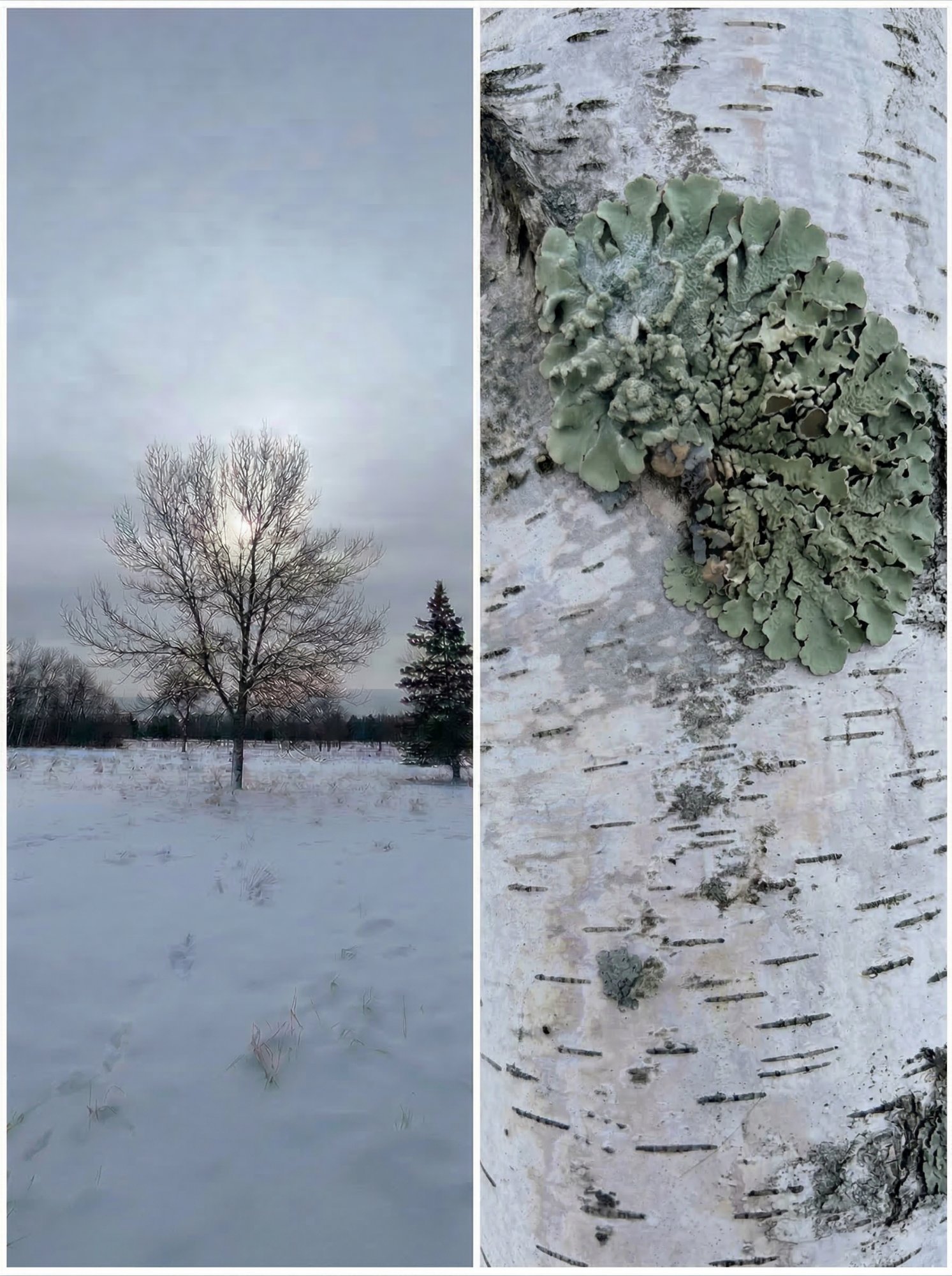 Winter dawn at Lester Park