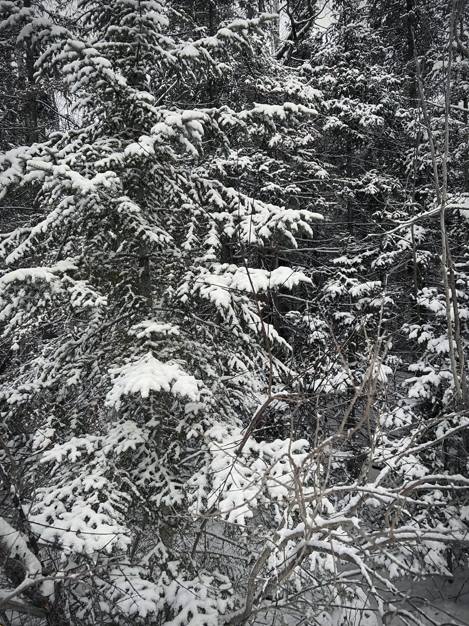 Snow-covered pine trees at Lester Park